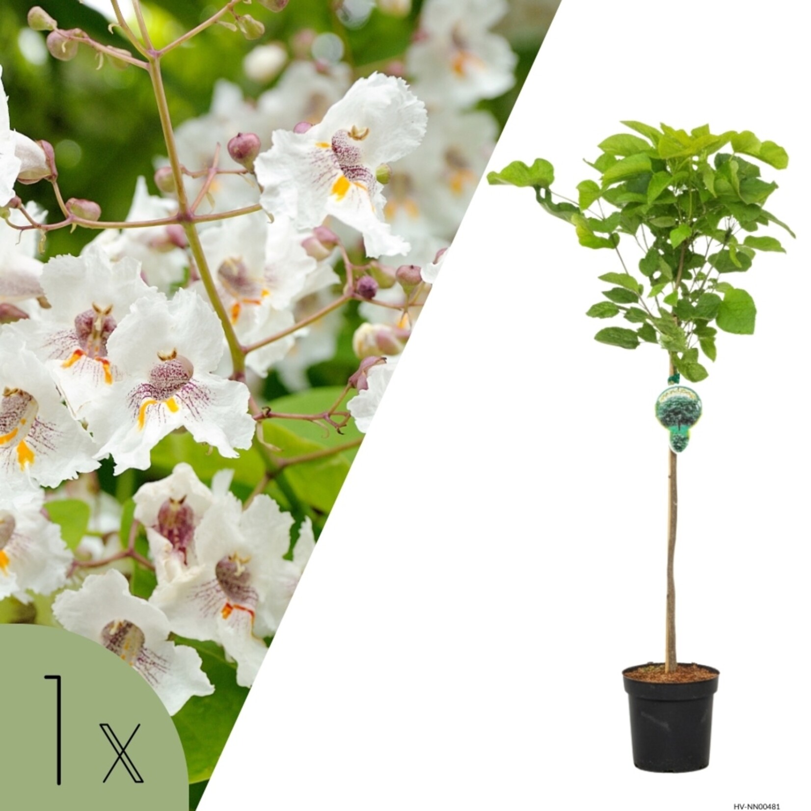 NatureNest Bolcatalpa op Stam - 80 cm Stam - Catalpa Bignonioides Nana - Sierlijke Kleine Tuinboom