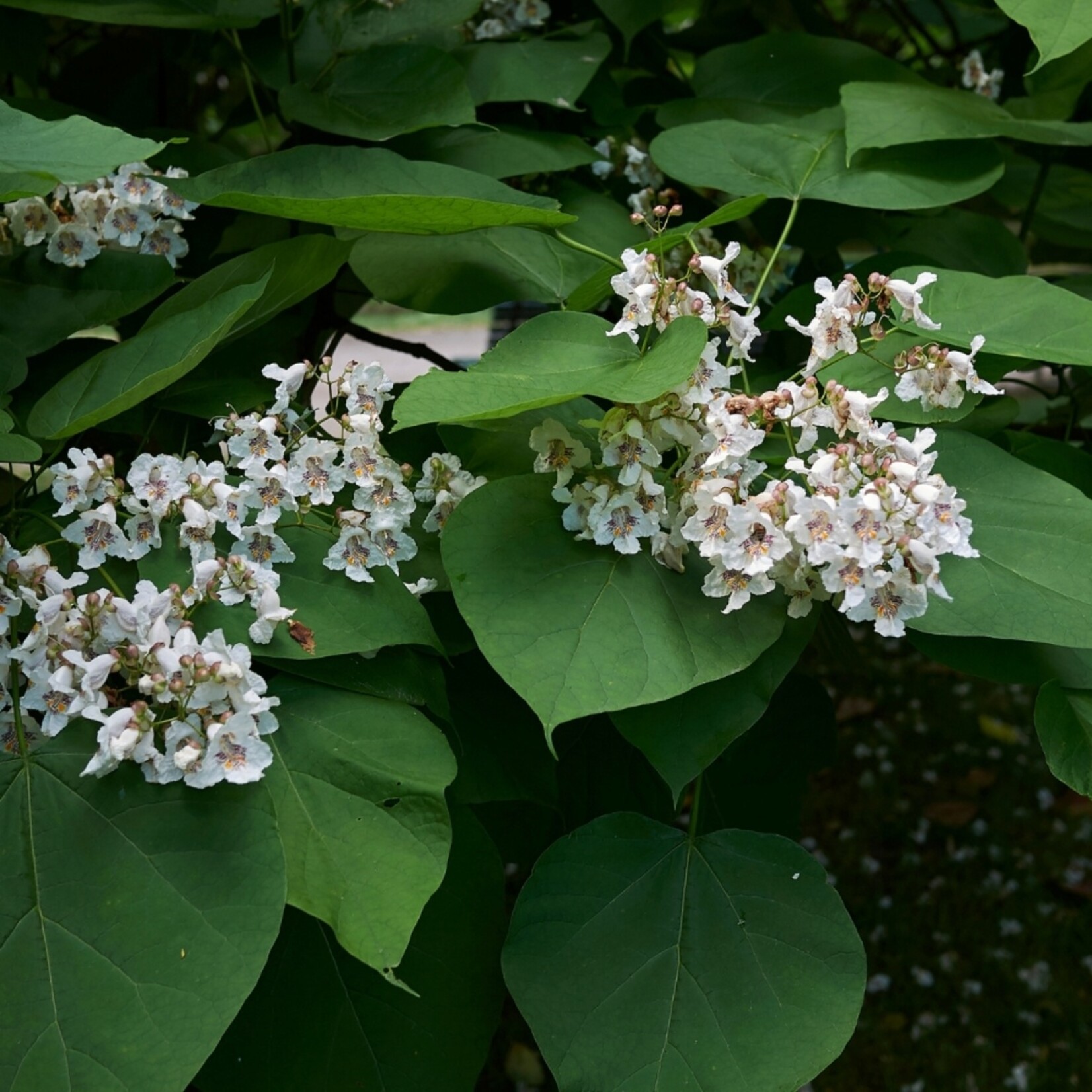 NatureNest Bolcatalpa op Stam - 80 cm Stam - Catalpa Bignonioides Nana - Sierlijke Kleine Tuinboom
