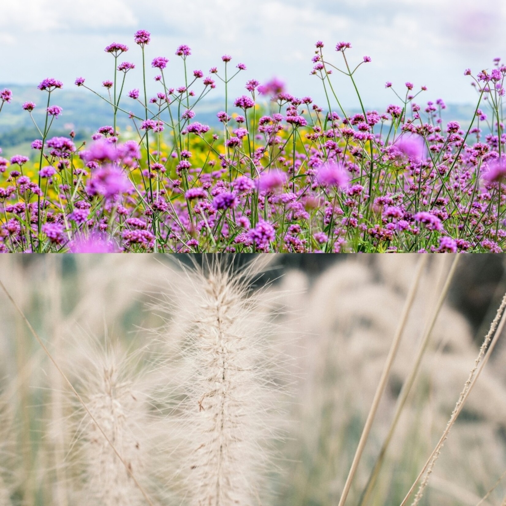 NatureNest Borderpakket Stella - Vaste Borderplanten Mix - Kleurige Tuinborder