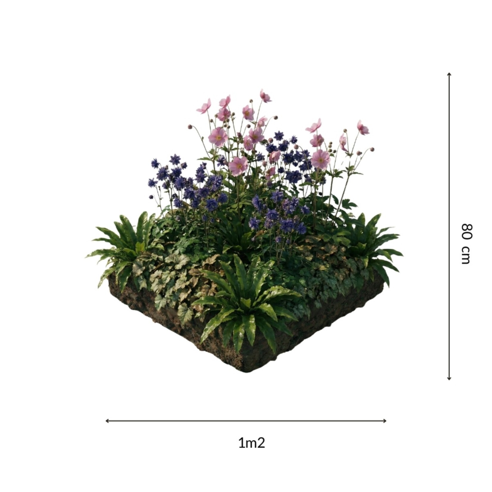 NatureNest Borderpakket Nora - Vaste Borderplanten Mix - Kleurige Bloeiborder voor Tuin