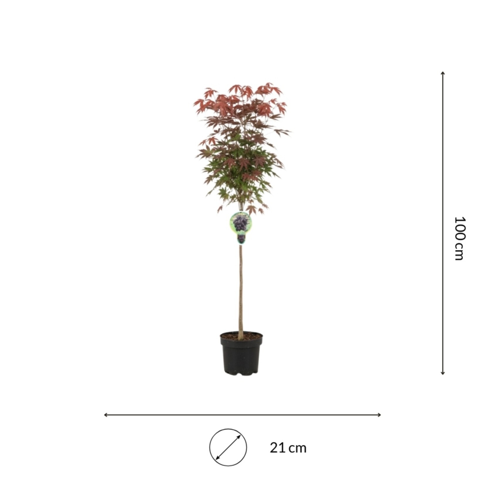 NatureNest Japanse Esdoorn Brilliantissimum - op 80 cm Stam - Acer Pseudoplatanus - Lichtgekleurde Sierboom