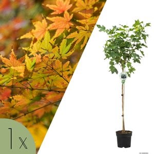 NatureNest Noorse Esdoorn Globosum - op 80 cm Stam - Acer Platanoides Globosum - Bolvormige Sierboom