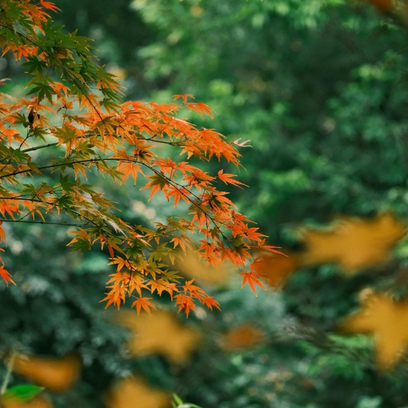 NatureNest Noorse Esdoorn Globosum - op 80 cm Stam - Acer Platanoides Globosum - Bolvormige Sierboom
