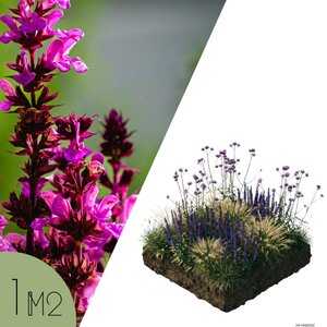 NatureNest Borderpakket Zoë - Vaste Borderplanten Mix - Kleurrijke Tuinborder