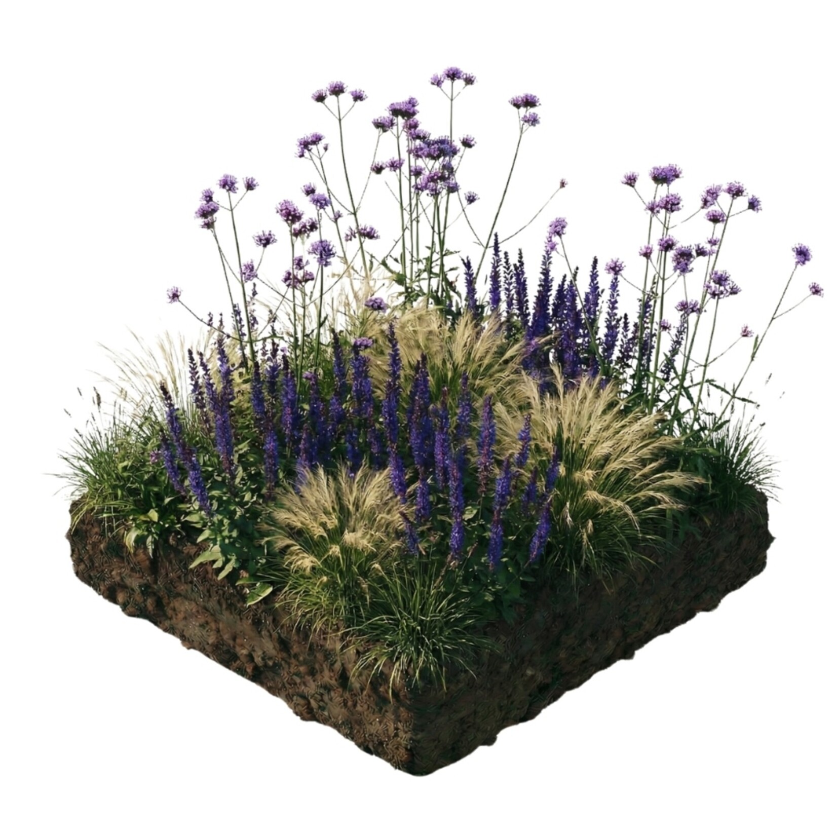 NatureNest Borderpakket Zoë - Vaste Borderplanten Mix - Kleurrijke Tuinborder