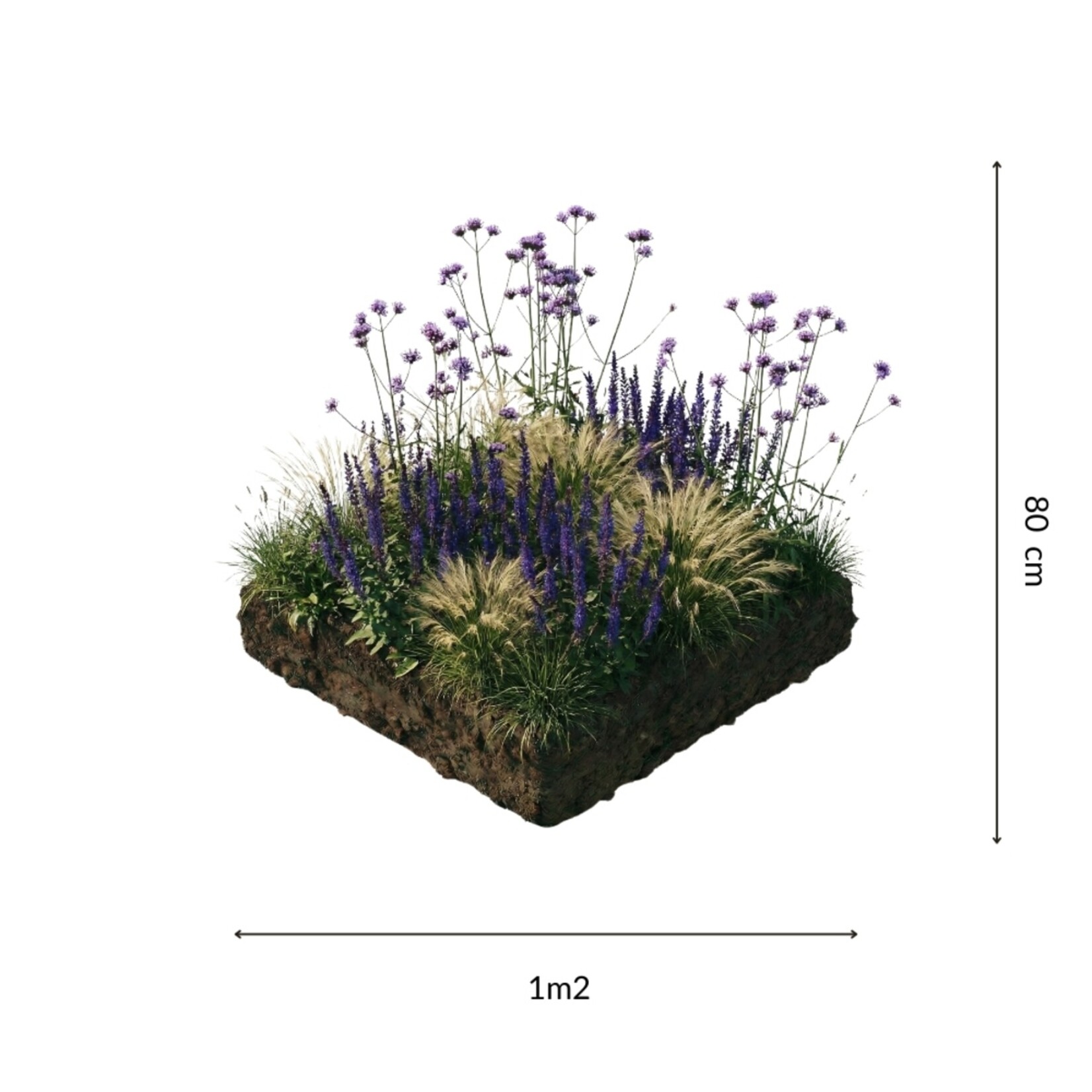 NatureNest Borderpakket Zoë - Vaste Borderplanten Mix - Kleurrijke Tuinborder