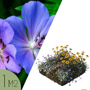 NatureNest Borderpakket Rosie - Vaste Borderplanten Mix - Kleurrijke Bloeiende Tuin