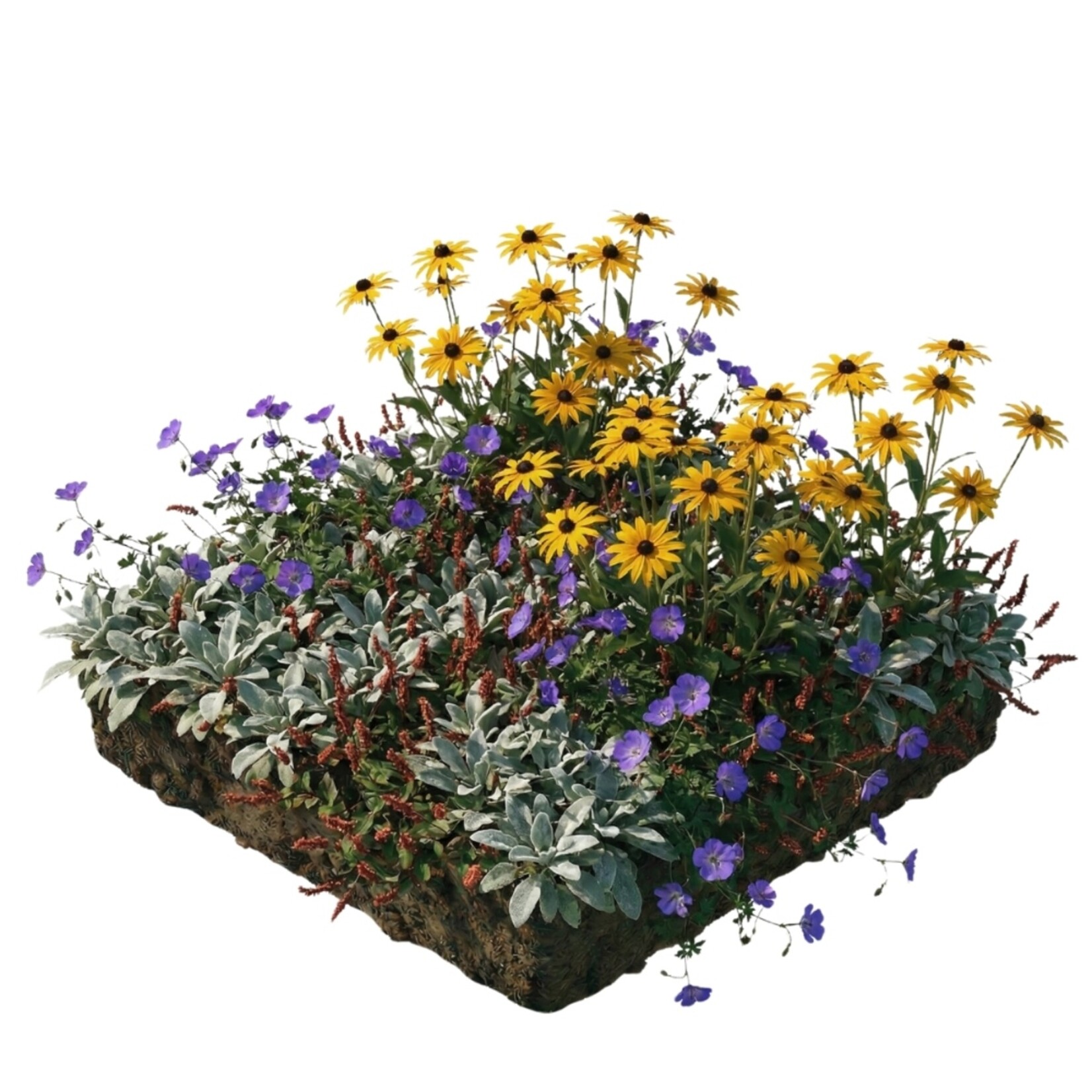 NatureNest Borderpakket Rosie - Vaste Borderplanten Mix - Kleurrijke Bloeiende Tuin