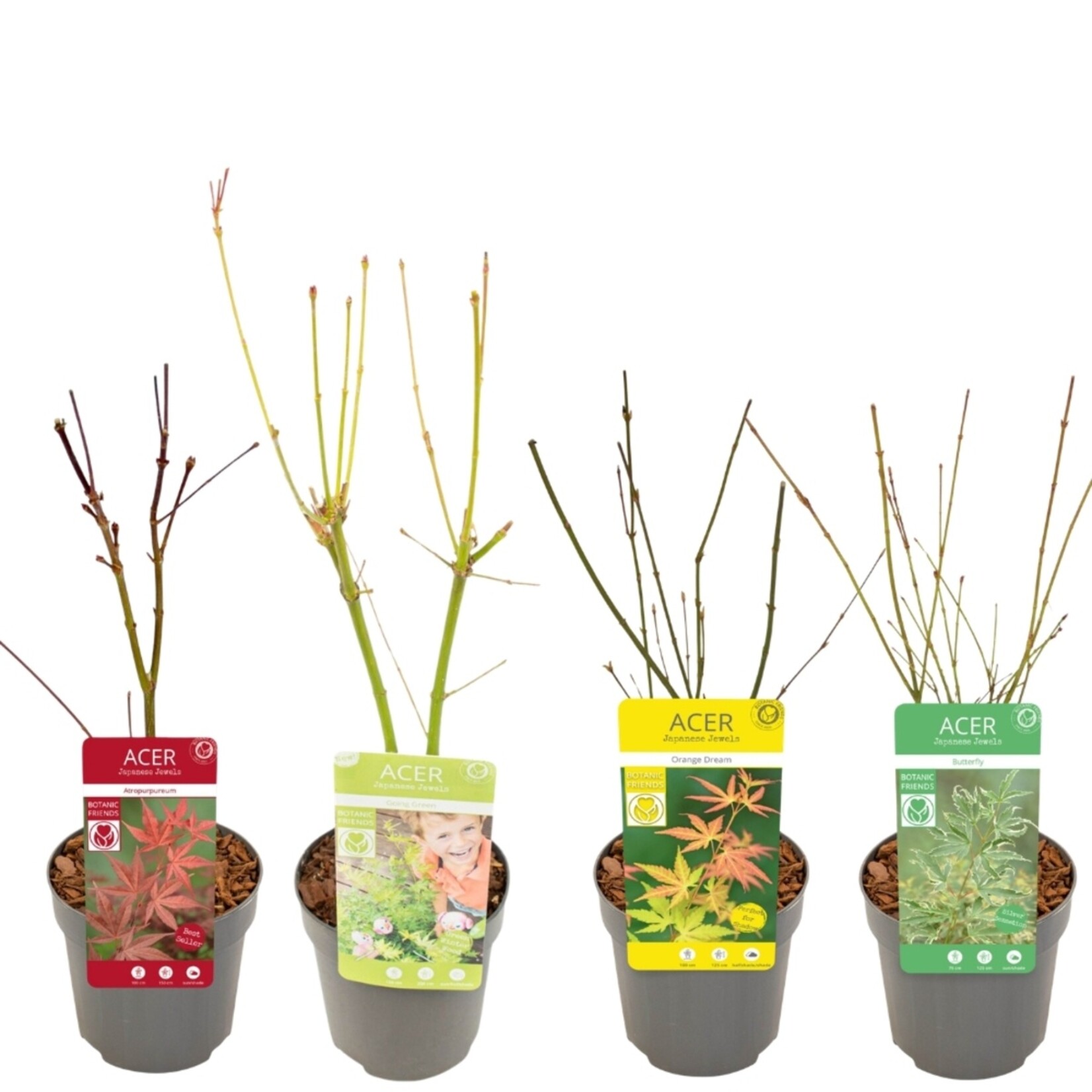 NatureNest Japanse Esdoorn Kleuren Mix - Set van 4 Japanse Esdoorns - Acer Palmatum - Bonte Bladkleuren