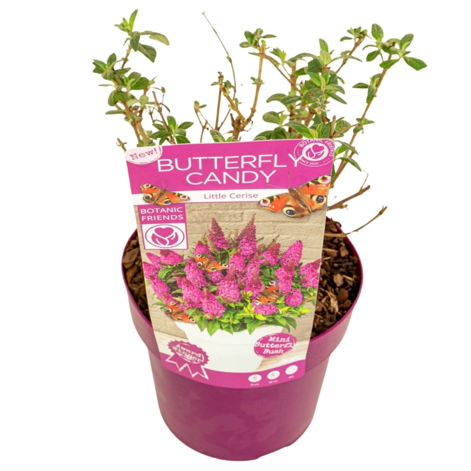 NatureNest Vlinderstruik Little - Compacte Buddleja - Buddleja Butterfly Candy – Little White