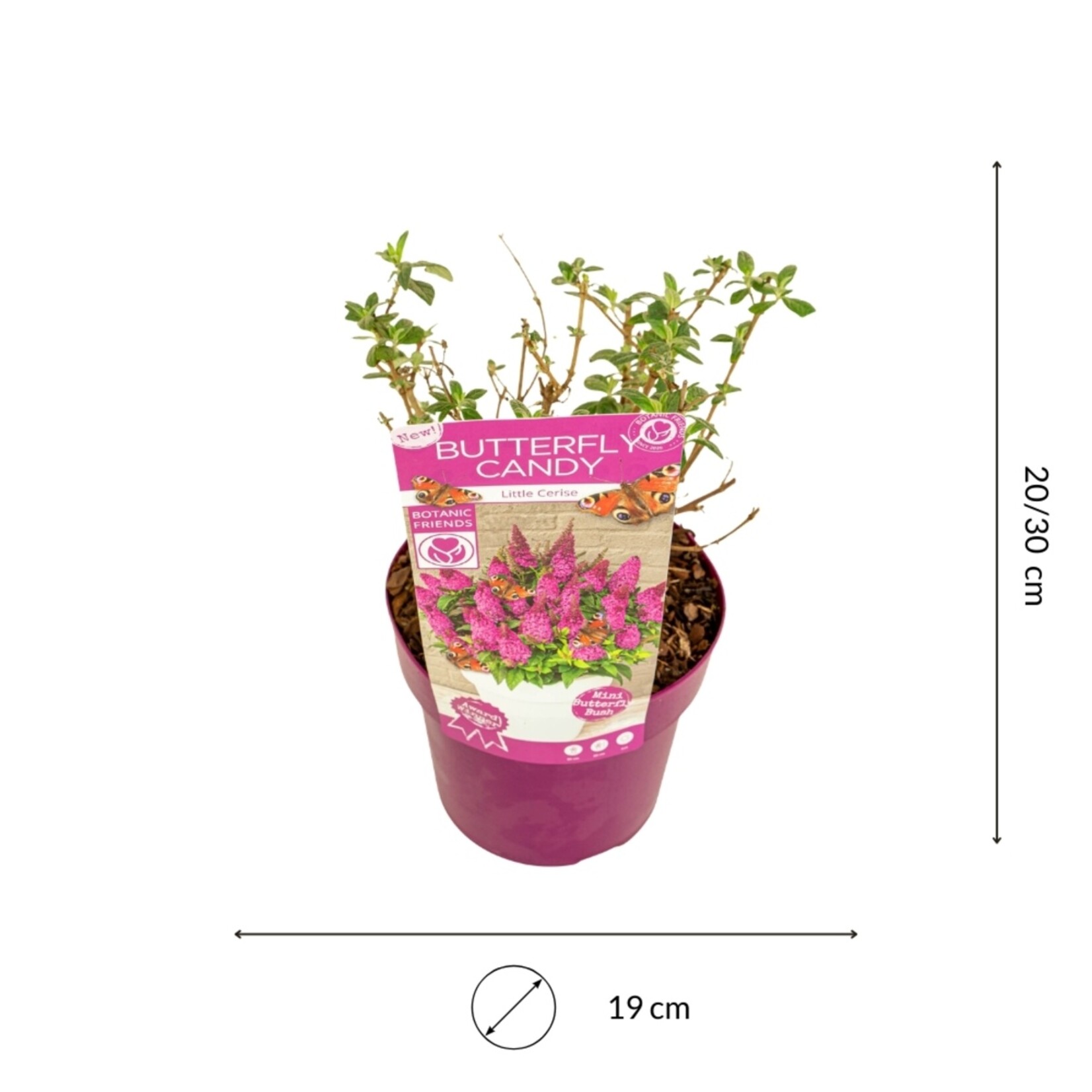 NatureNest Vlinderstruik Little - Compacte Buddleja - Buddleja Butterfly Candy – Little White