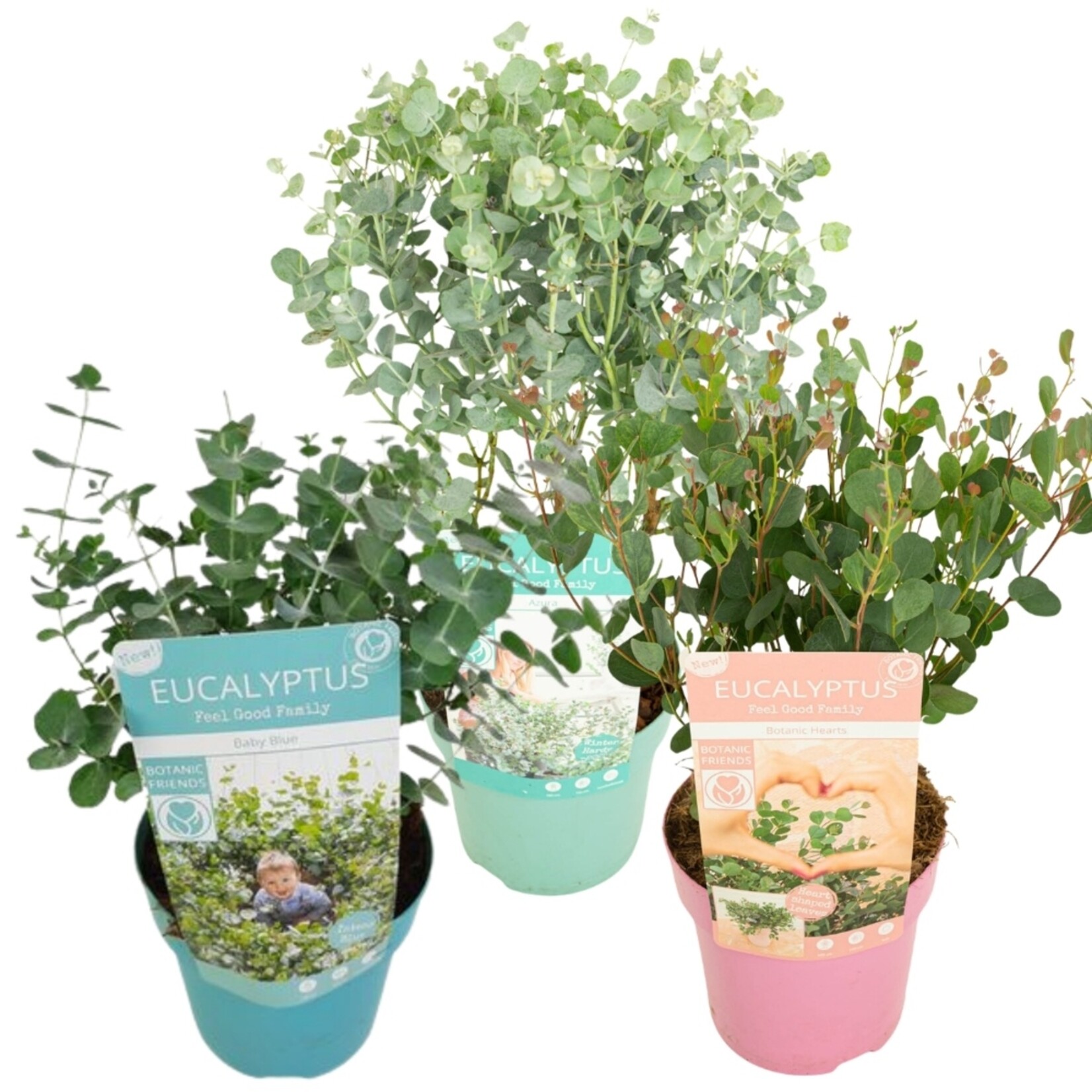 NatureNest Eucalyptus Mix - Set van 3 Soorten - Winterhard – Azura, Baby Blue en Botanic Hearts
