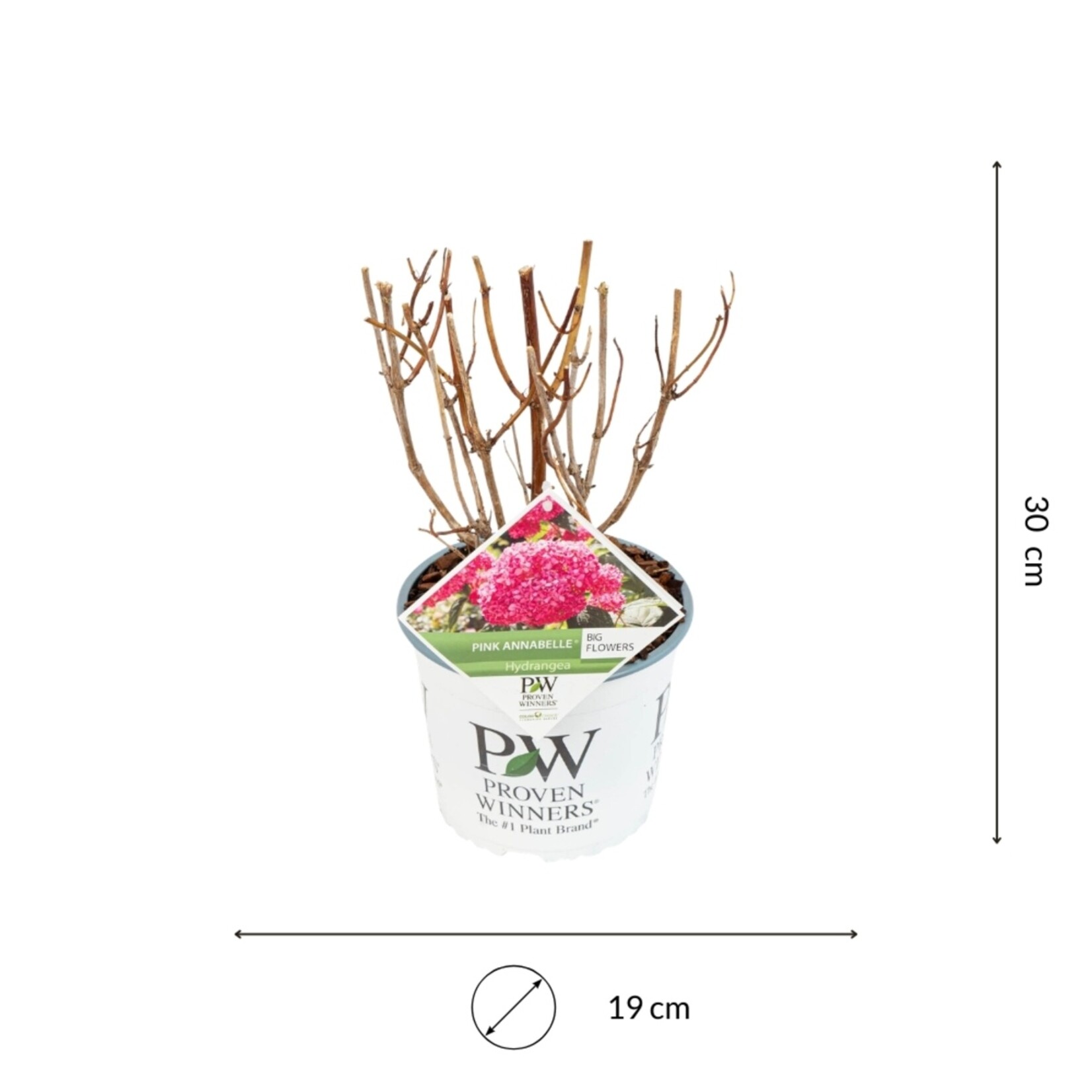 NatureNest Hortensia Annabelle - Sterke Hortensia - Hydrangea Arborescen – Strong Annabelle