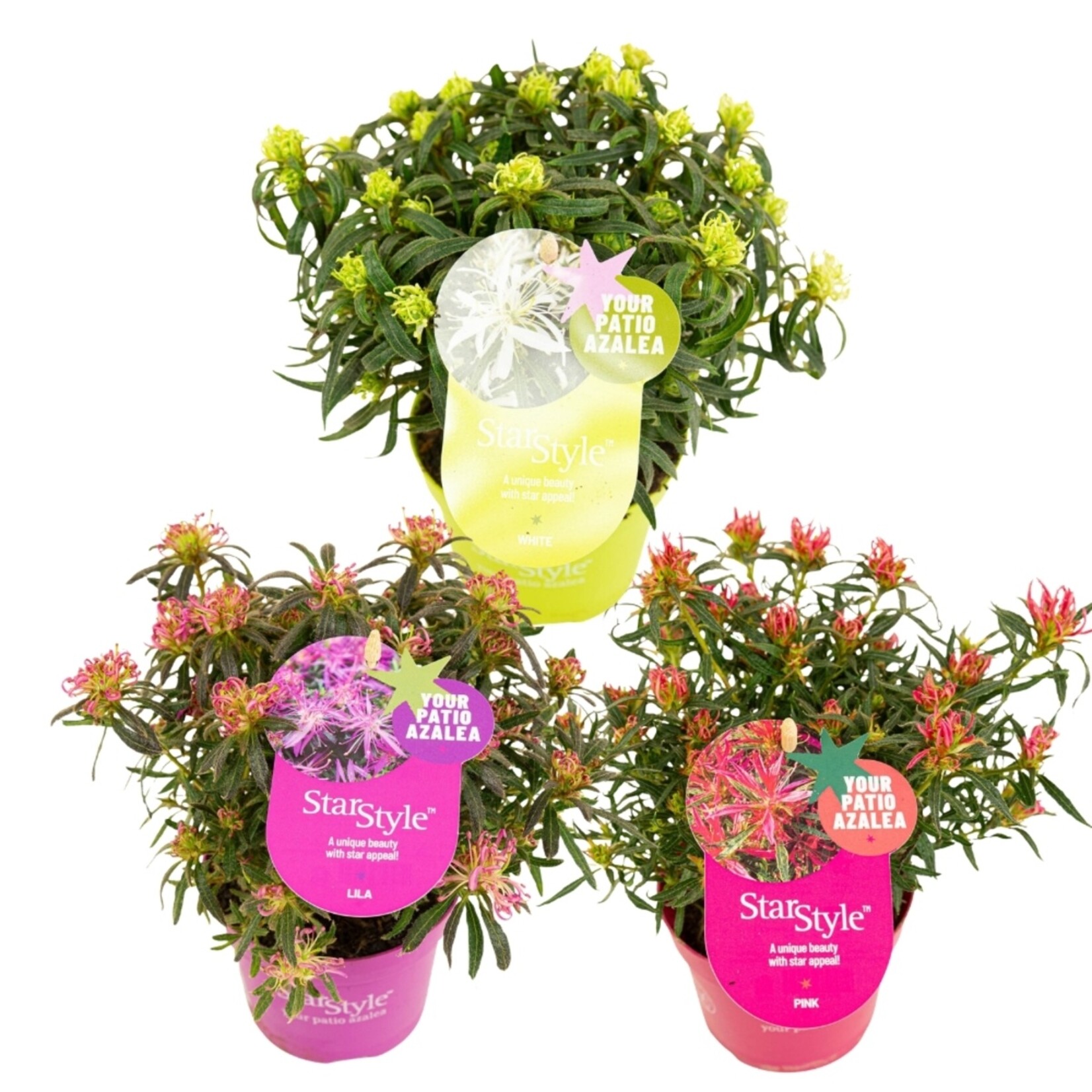 NatureNest Sering Bloomerang - 2 x Set van 3 - Doorbloeiende Sering - Syringa