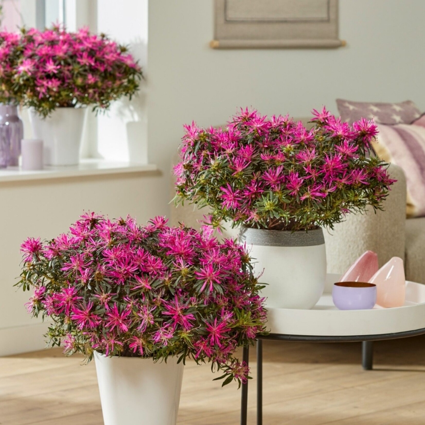NatureNest Sering Bloomerang - 2 x Set van 3 - Doorbloeiende Sering - Syringa