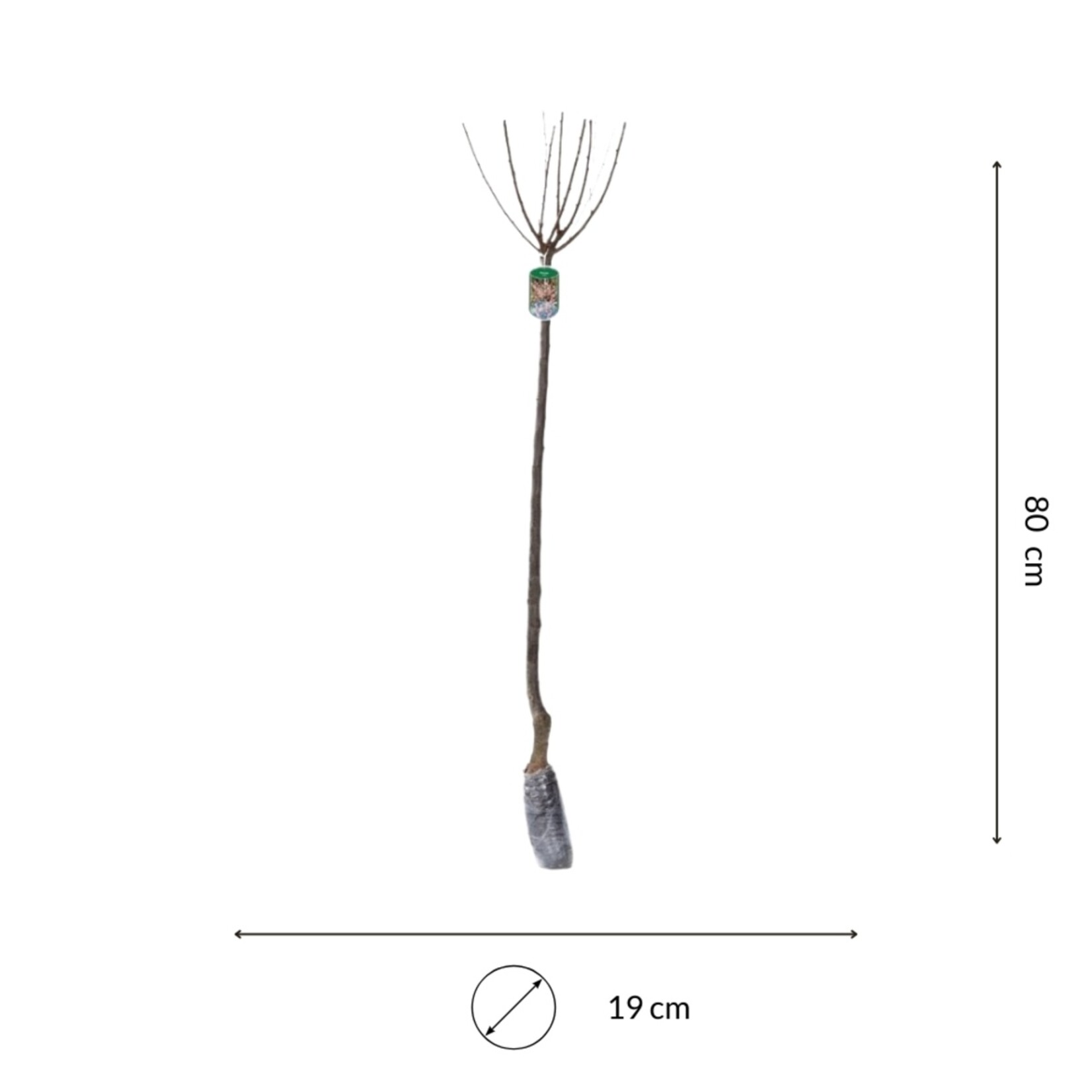 NatureNest Amandelboompje op Stam - 80 cm Stam - Prunus Triloba - Rijkbloeiende Voorjaarsboom