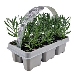 NatureNest Lavandula Angustifolia Edelweiss - Witte Lavendelplant