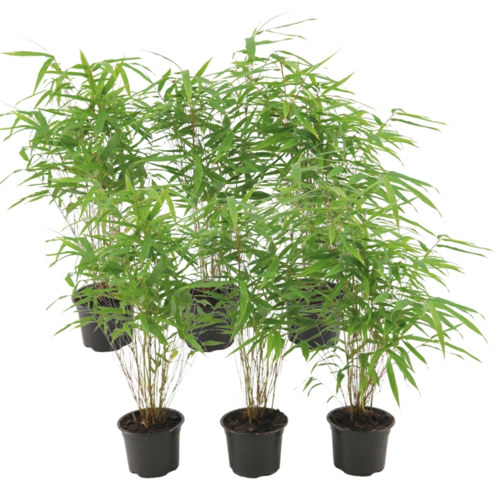 NatureNest Euonymus Fargesia Rufa Bamboeplant – Niet-woekerend en Winterhard