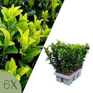 NatureNest Euonymus Japonicus Haagplant - Green Spire Kardinaalsmuts