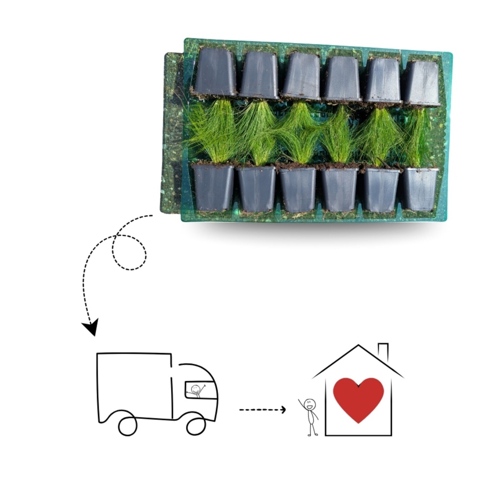 NatureNest Nepeta Walker’s Low Kattenkruid – Bijen en Vlindervriendelijke Tuinplanten – 3