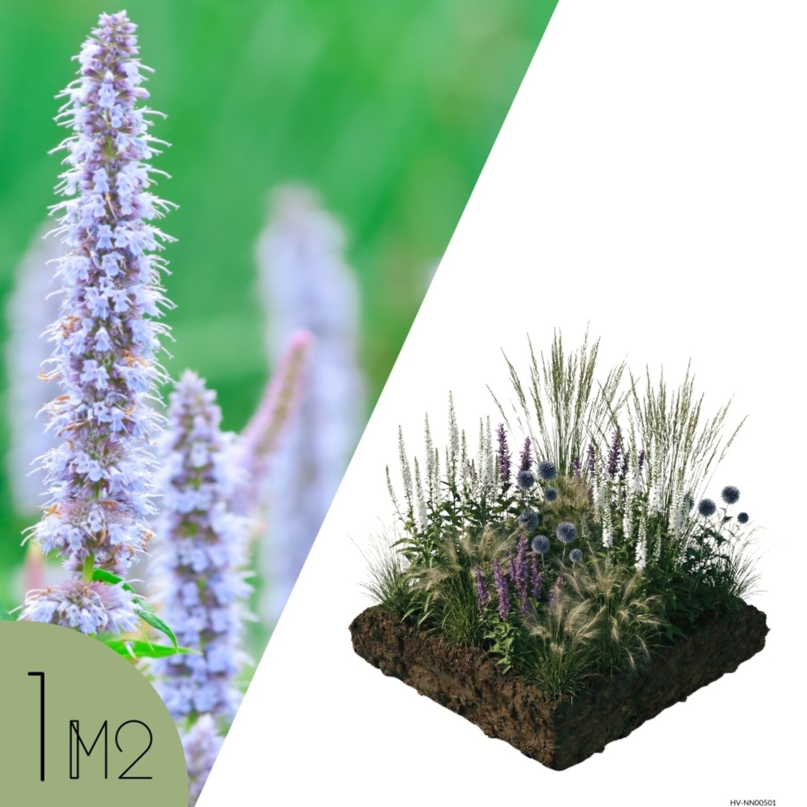 NatureNest Borderpakket Isa - Vaste Borderplantenmix - Kleurrijke Tuinborder