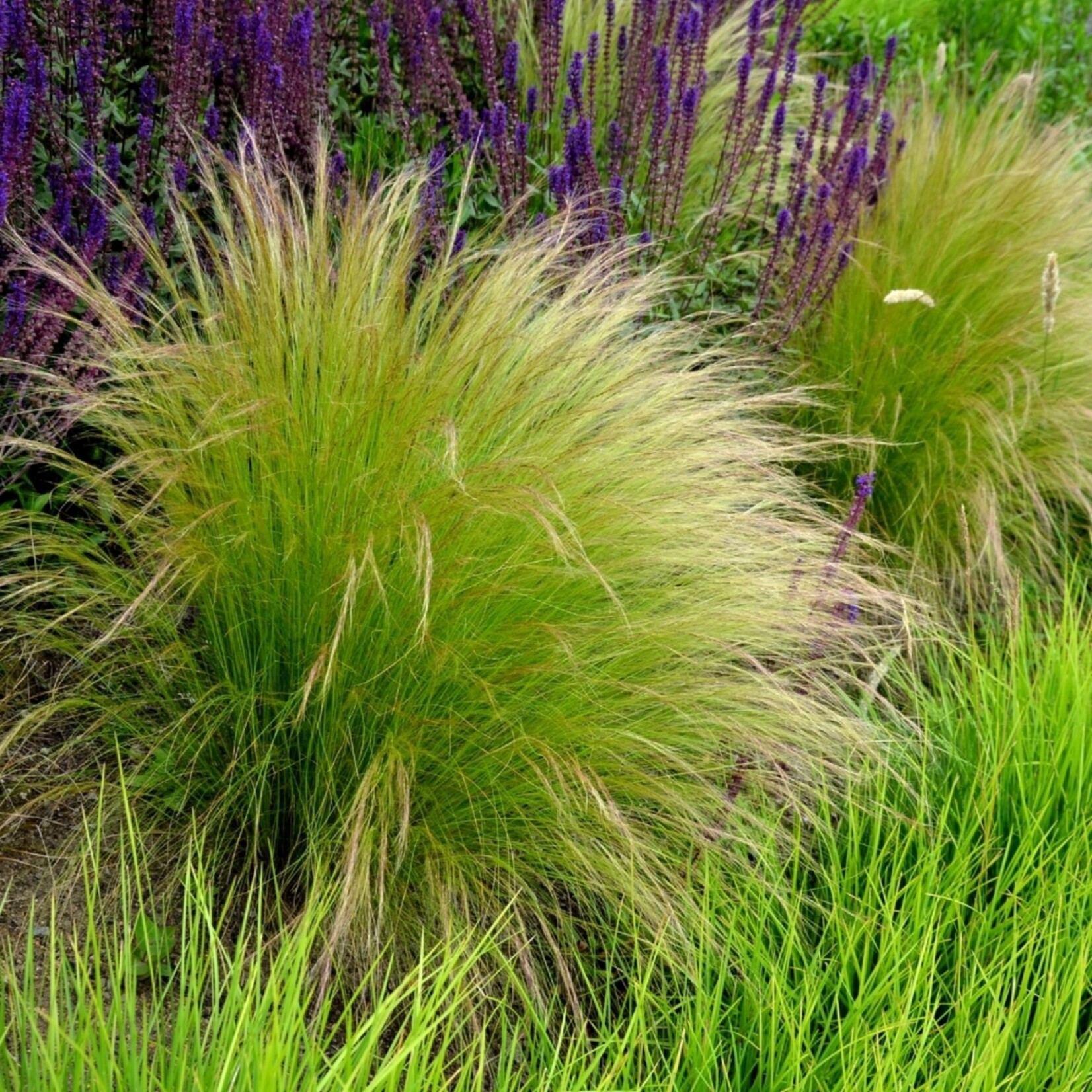 NatureNest Stipa Tenuissima Siergras – Ponytails Federgras Pluimen – 3