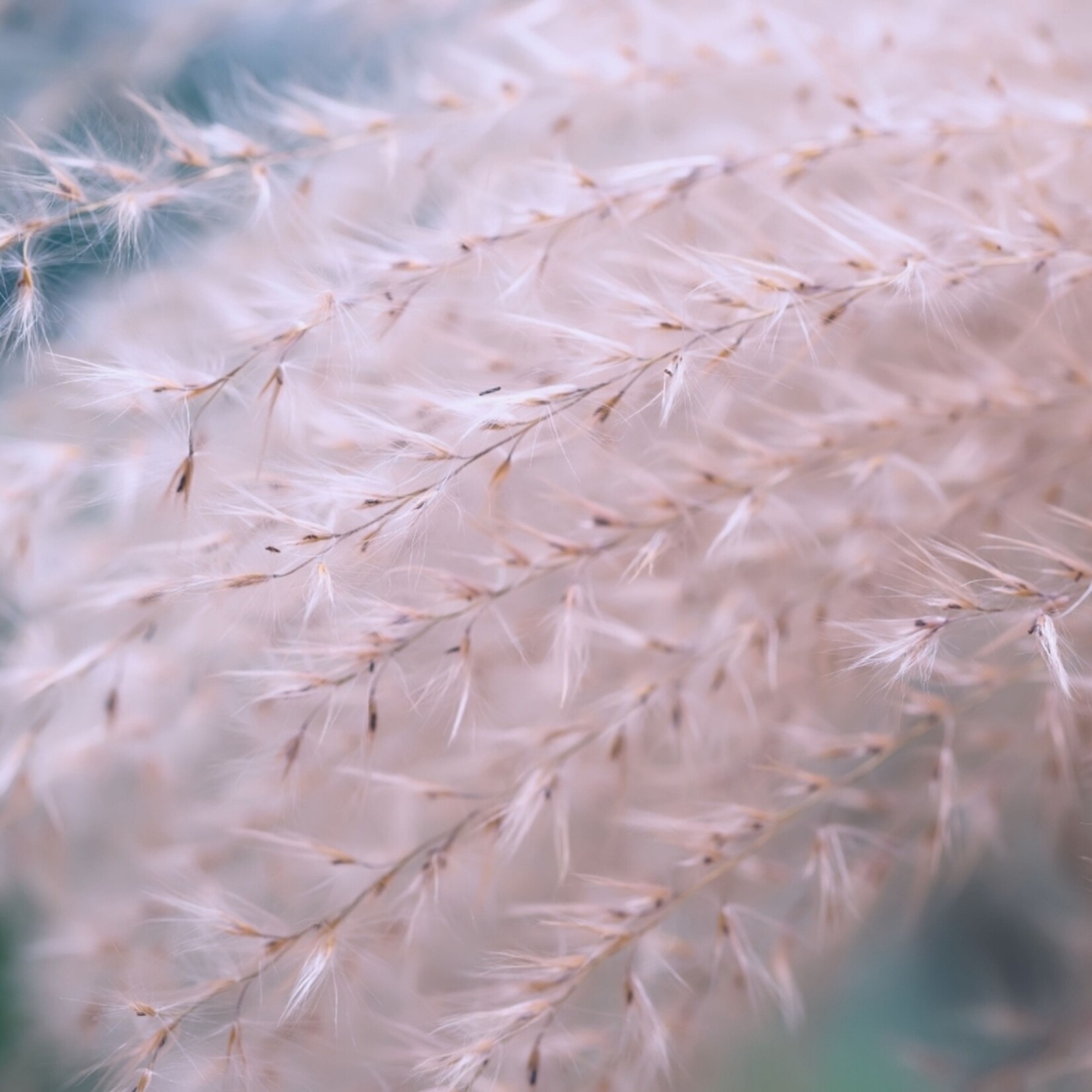 NatureNest Stipa Tenuissima Siergras – Ponytails Federgras Pluimen – 3