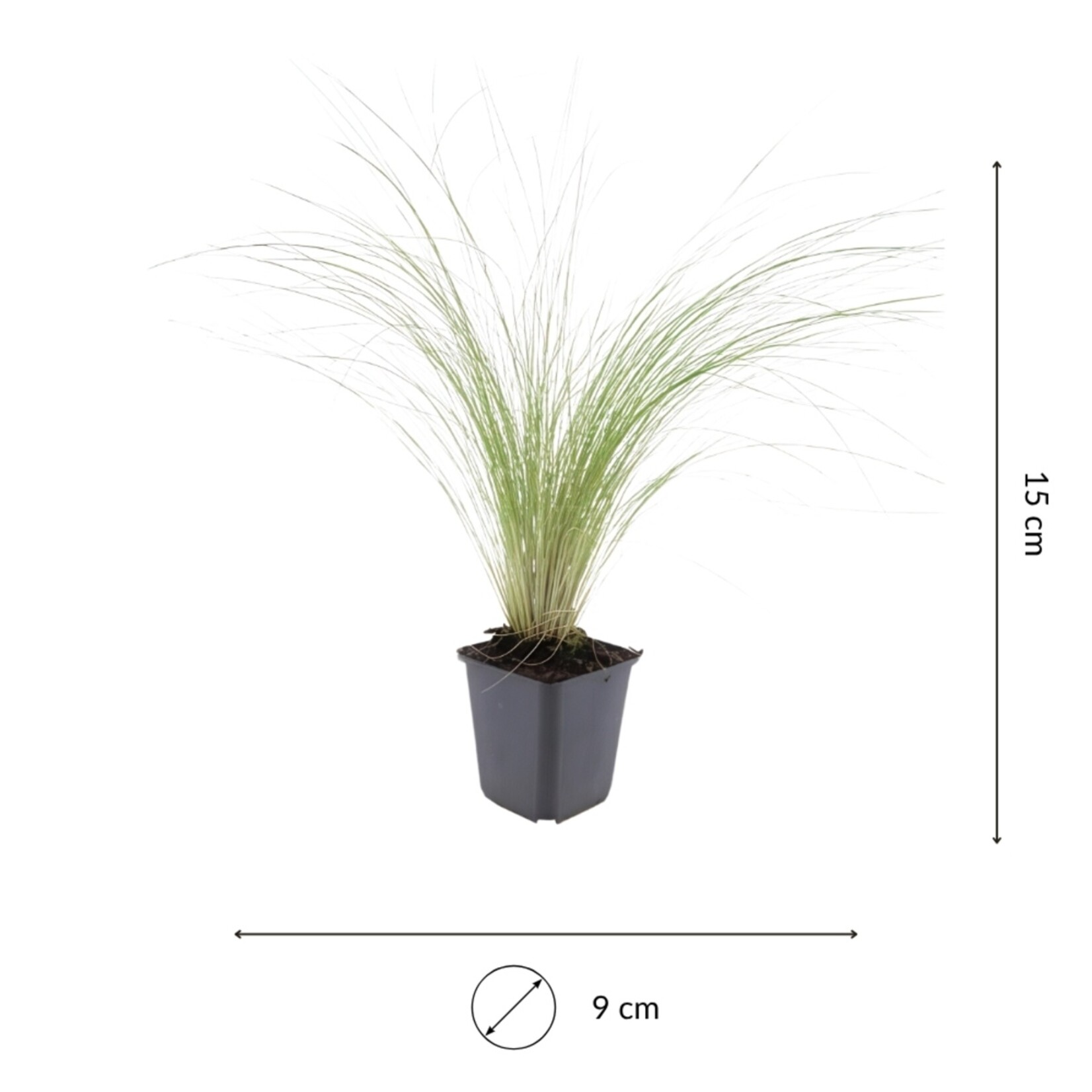 NatureNest Stipa Tenuissima Siergras – Ponytails Federgras Pluimen – 3