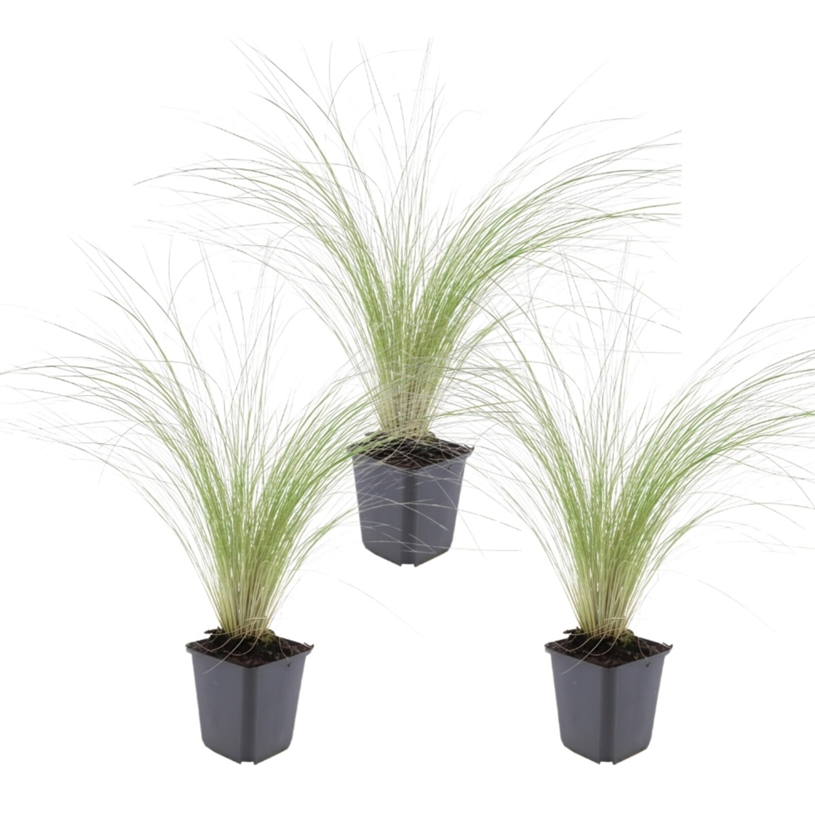 NatureNest Stipa Tenuissima Siergras – Ponytails Federgras Pluimen – 3