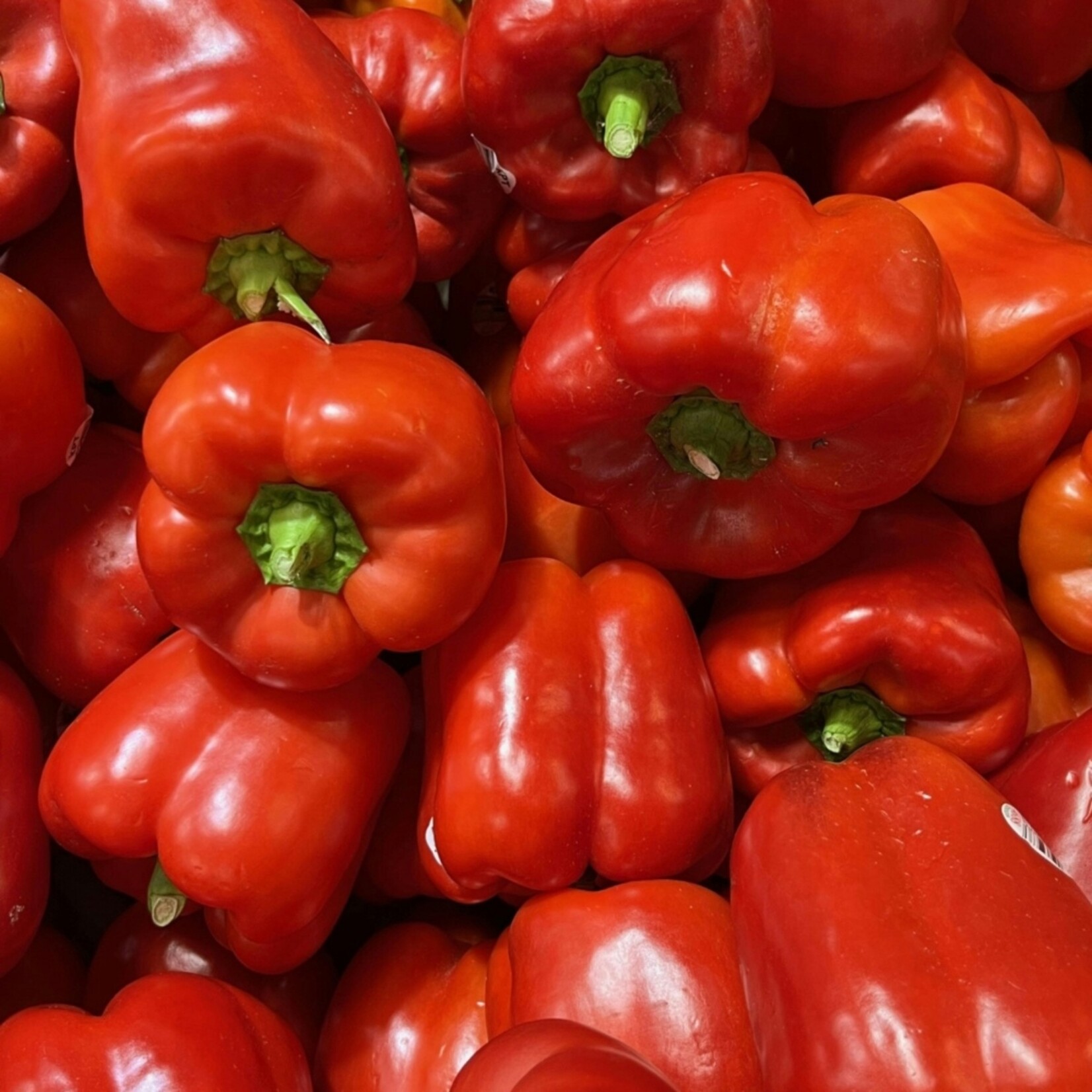 NatureNest Zonnige Oogst Trio Groenteplanten – Tomaat, Paprika en Chilipeper – 3