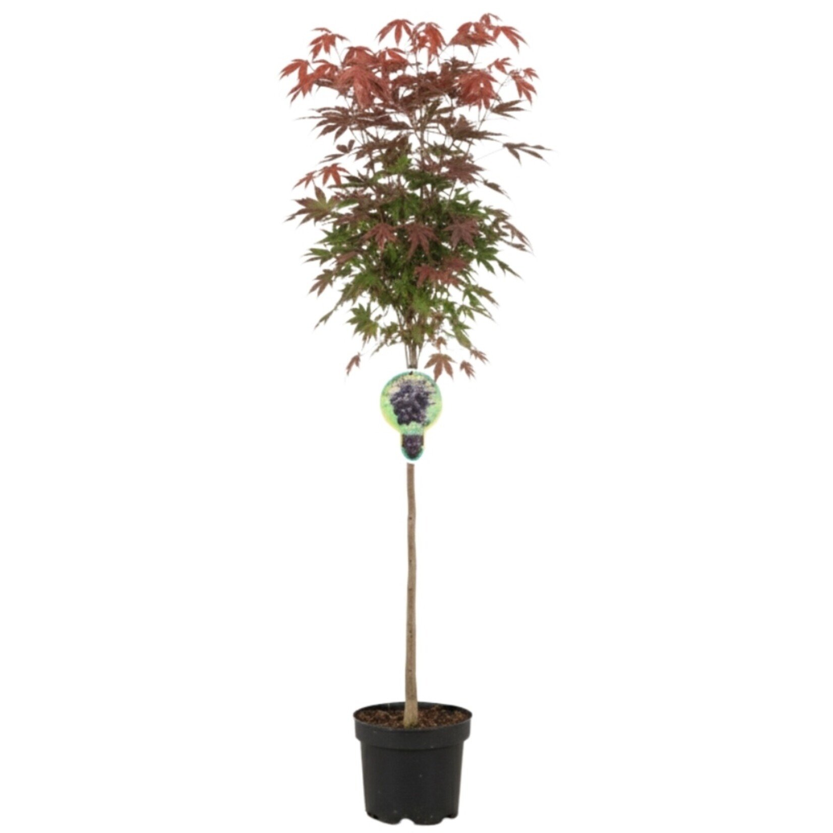 NatureNest Japanse Esdoorn Brilliantissimum - op 80 cm Stam - Acer Pseudoplatanus - Lichtgekleurde Sierboom