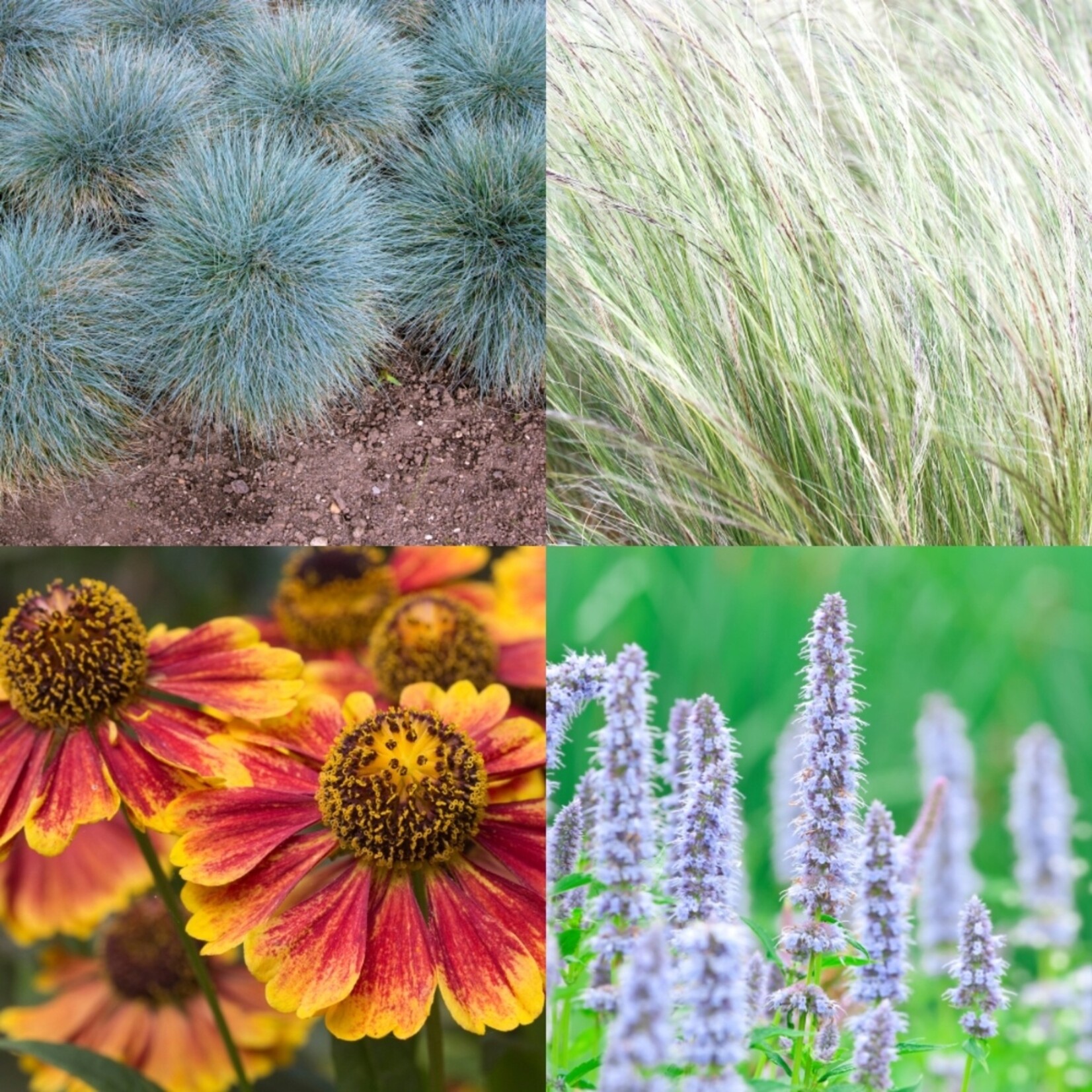 NatureNest Borderpakket Amber - Vaste Borderplanten Mix - Kleurrijke Tuinborder