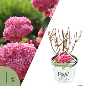NatureNest Hortensia Annabelle - Sterke Hortensia - Hydrangea Arborescen – Strong Annabelle
