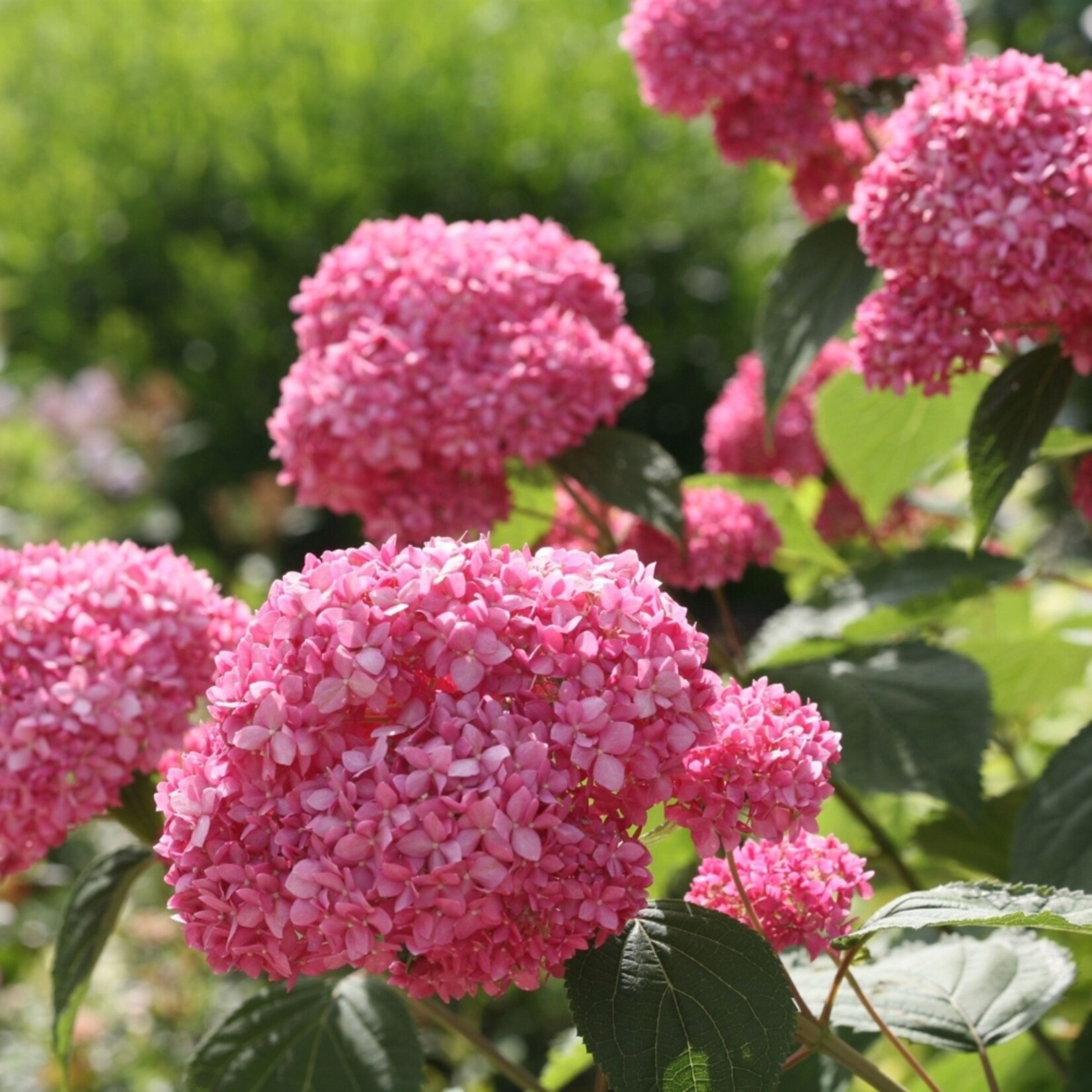 NatureNest Hortensia Annabelle - Sterke Hortensia - Hydrangea Arborescen – Strong Annabelle