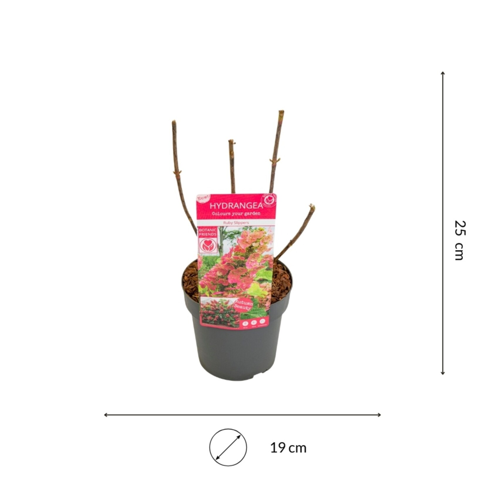 NatureNest Compacte Hortensia - Eikenbladhortensia - Hydrangea Quercif en Serrata