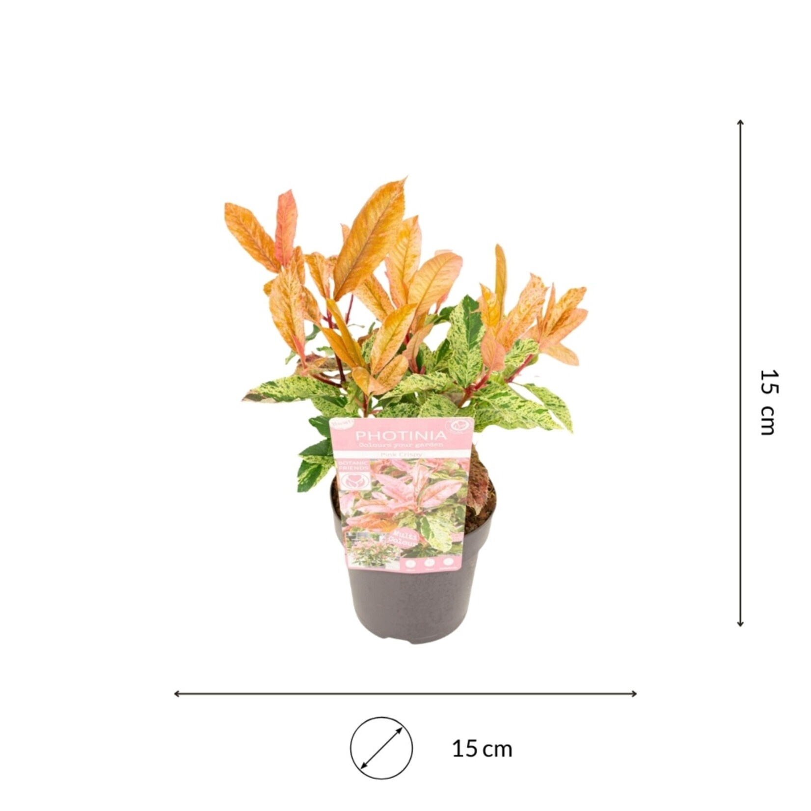 NatureNest Azalea StarStyle - Set van 6 - Rijkbloeiende Rhododendron voor Tuin en Pot