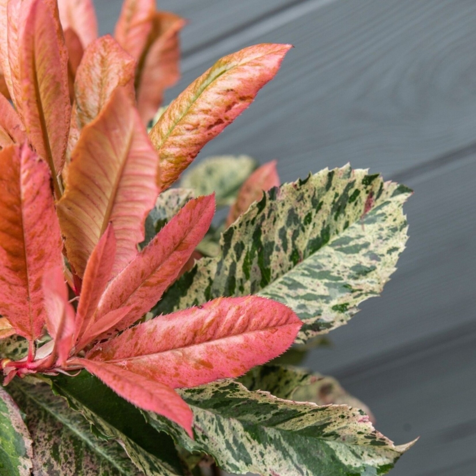 NatureNest Azalea StarStyle - Set van 6 - Rijkbloeiende Rhododendron voor Tuin en Pot