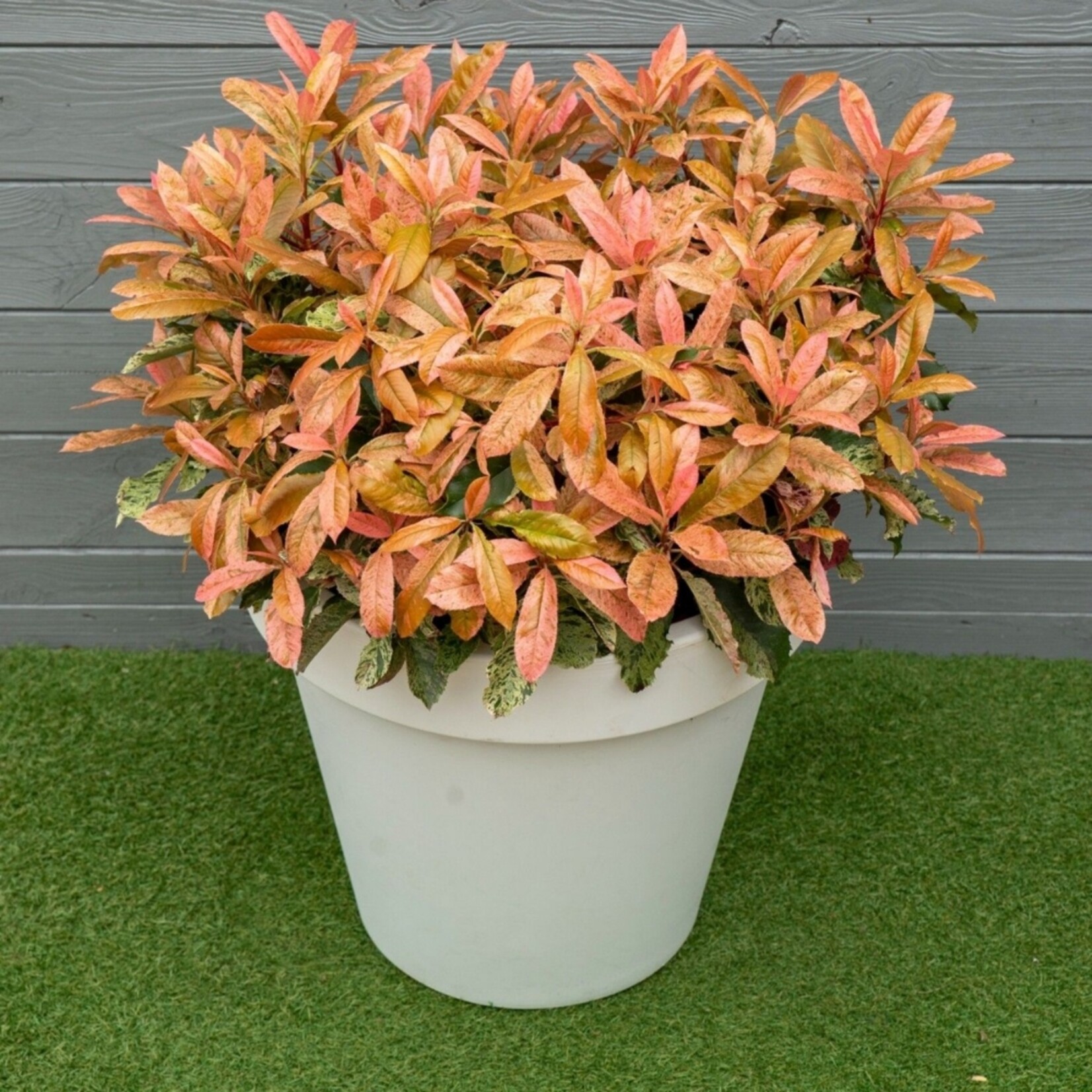 NatureNest Azalea StarStyle - Set van 6 - Rijkbloeiende Rhododendron voor Tuin en Pot