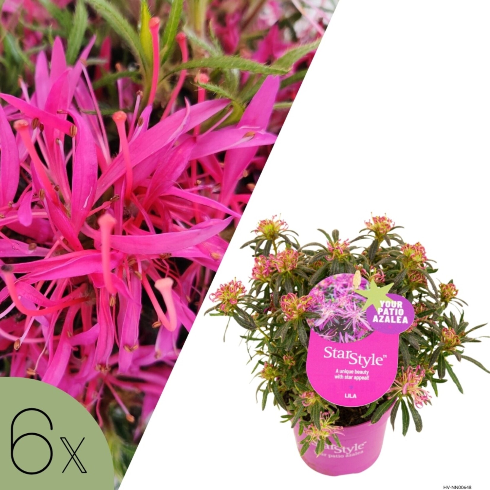 NatureNest Azalea StarStyle - Set van 6 - Rijkbloeiende Rhododendron voor Tuin en Pot