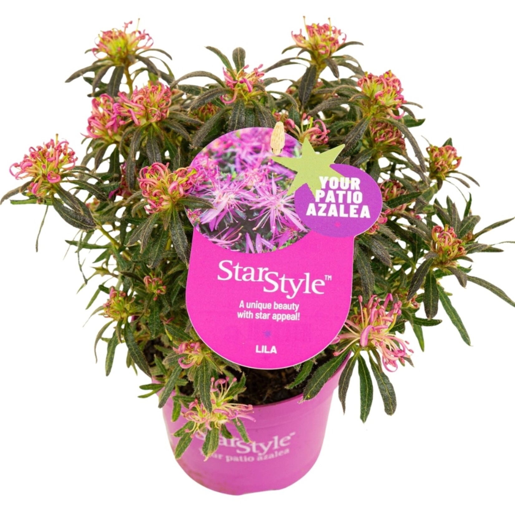 NatureNest Azalea StarStyle - Set van 6 - Rijkbloeiende Rhododendron voor Tuin en Pot
