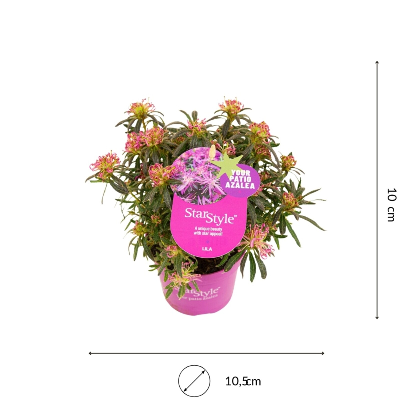 NatureNest Azalea StarStyle - Set van 6 - Rijkbloeiende Rhododendron voor Tuin en Pot