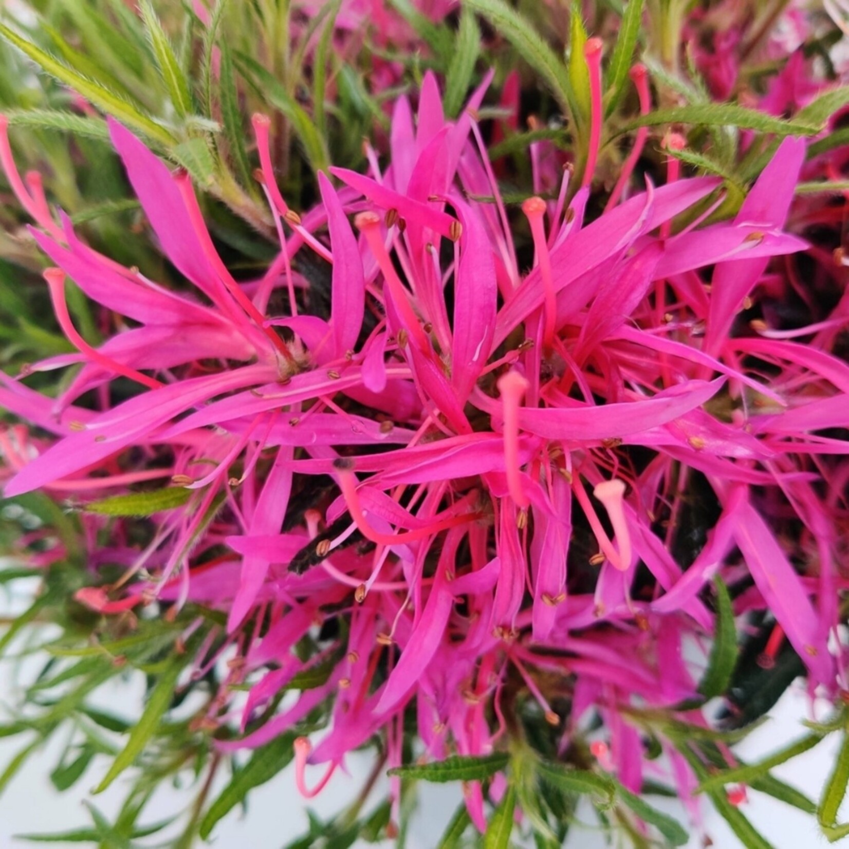 NatureNest Azalea StarStyle - Set van 6 - Rijkbloeiende Rhododendron voor Tuin en Pot