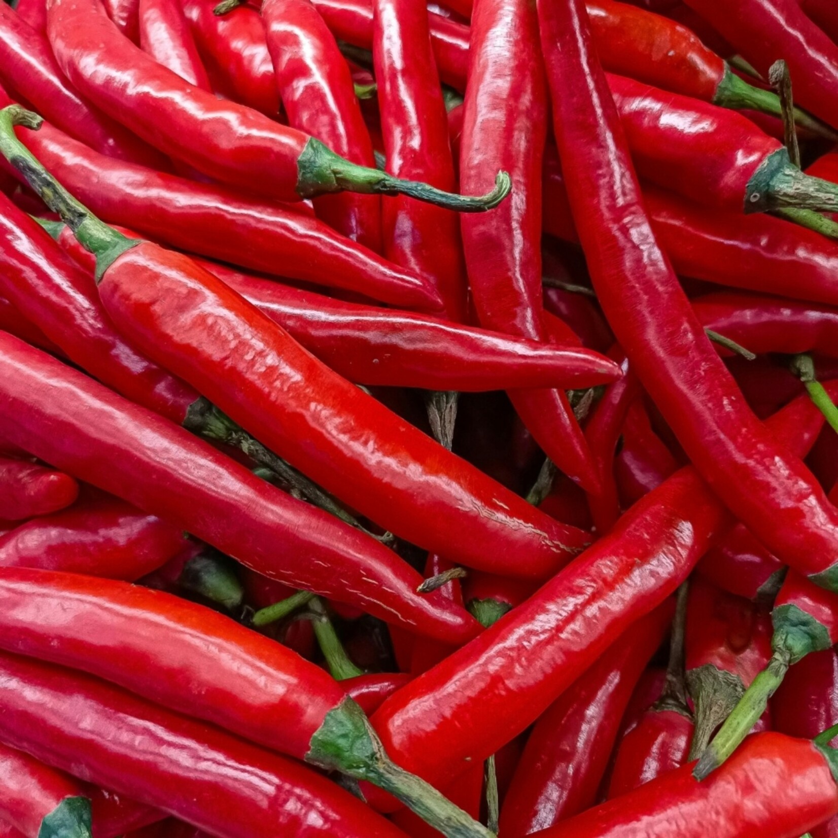 NatureNest Pittig Trio - Set van 3 Peperplanten - PICK-&-JOY® Hot Chili Red, Mild Chili, Snack Pepper Red