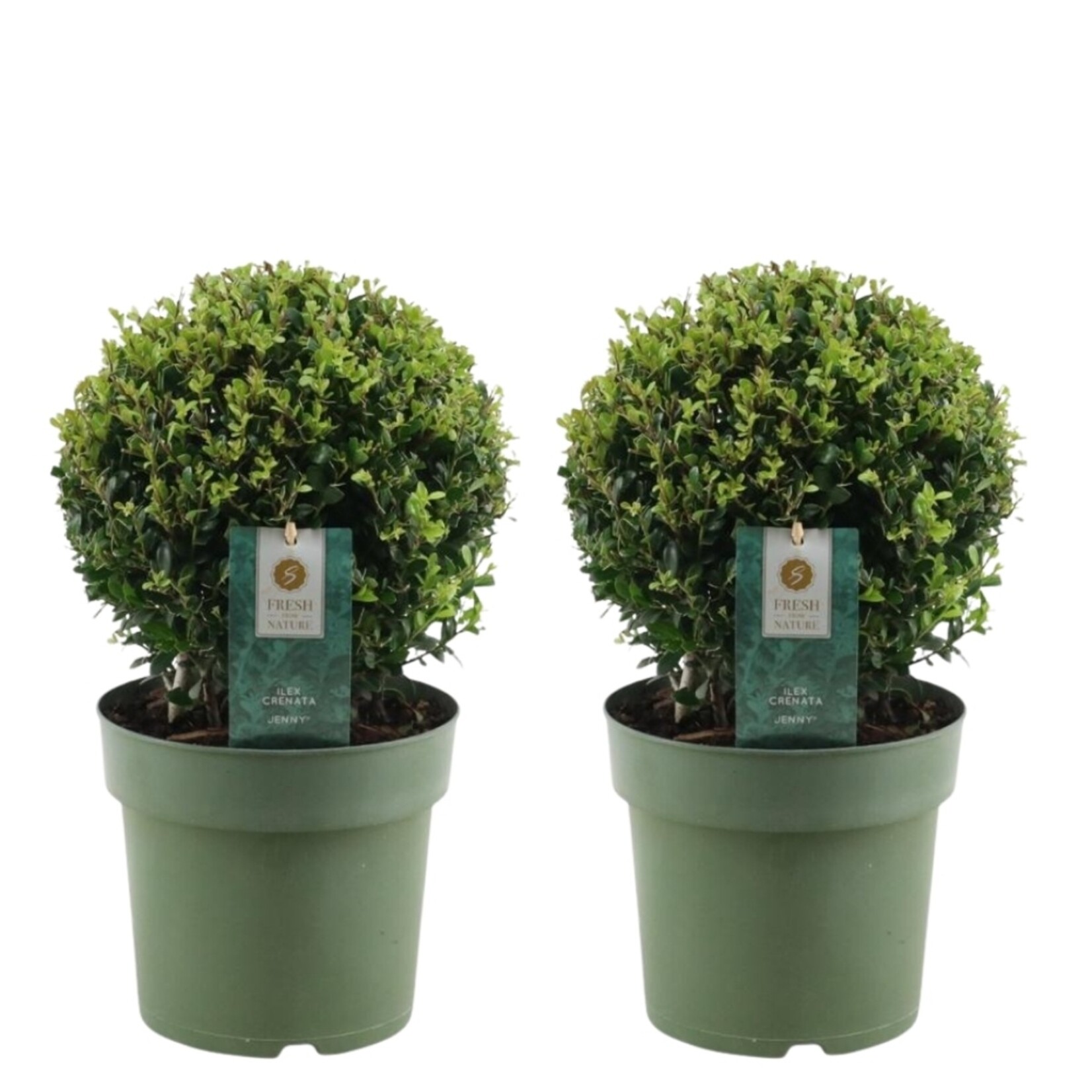 NatureNest Japanse Hulst - Ilex Crenata Jenny - Compacte Winterharde – Bolvorm - Set van 2