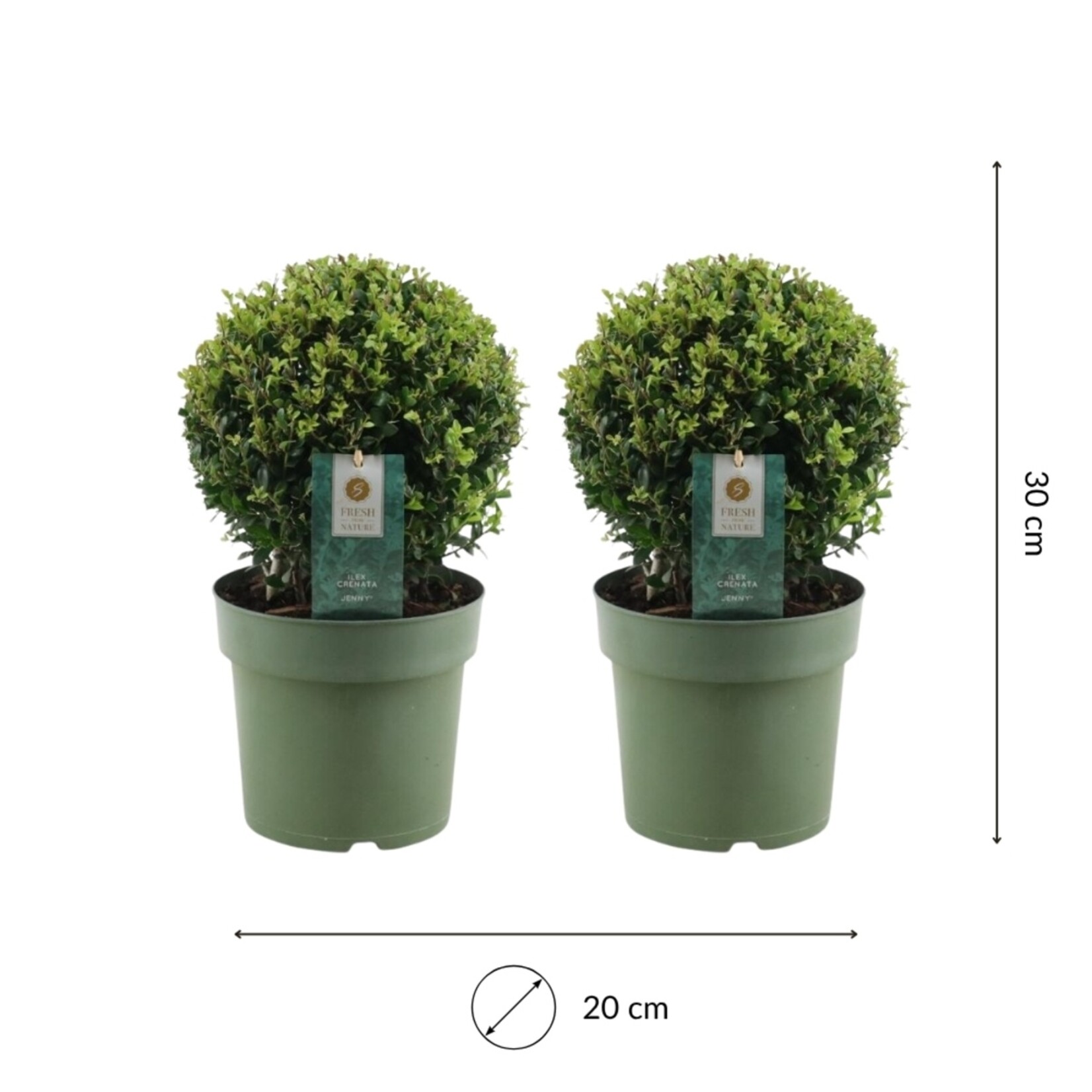 NatureNest Japanse Hulst - Ilex Crenata Jenny - Compacte Winterharde – Bolvorm - Set van 2