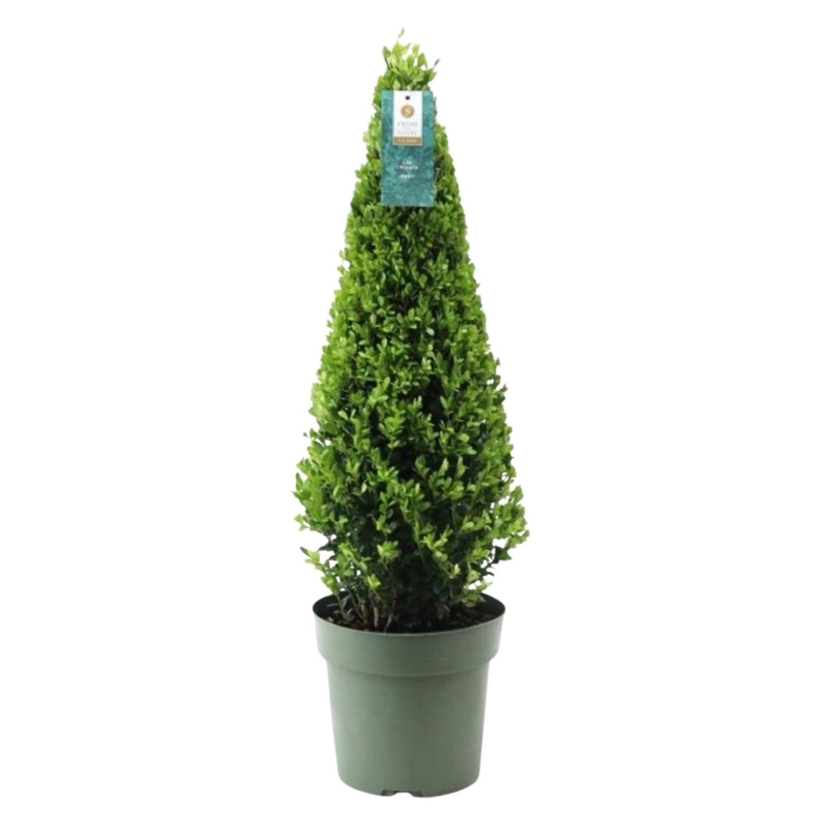 NatureNest Japanse Hulst - Ilex Crenata Jenny - Sierlijke Tuinplant voor Border – Piramide