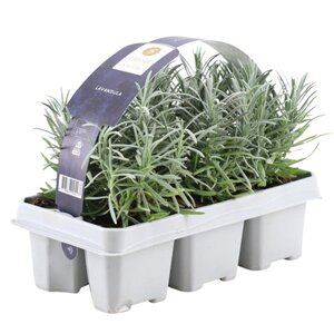 NatureNest Lavandula Angustifolia Lavendelplanten – Mediterrane Tuinplant