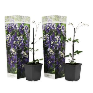 Perfect Plant Clematis Taiga Plant - Set van 2