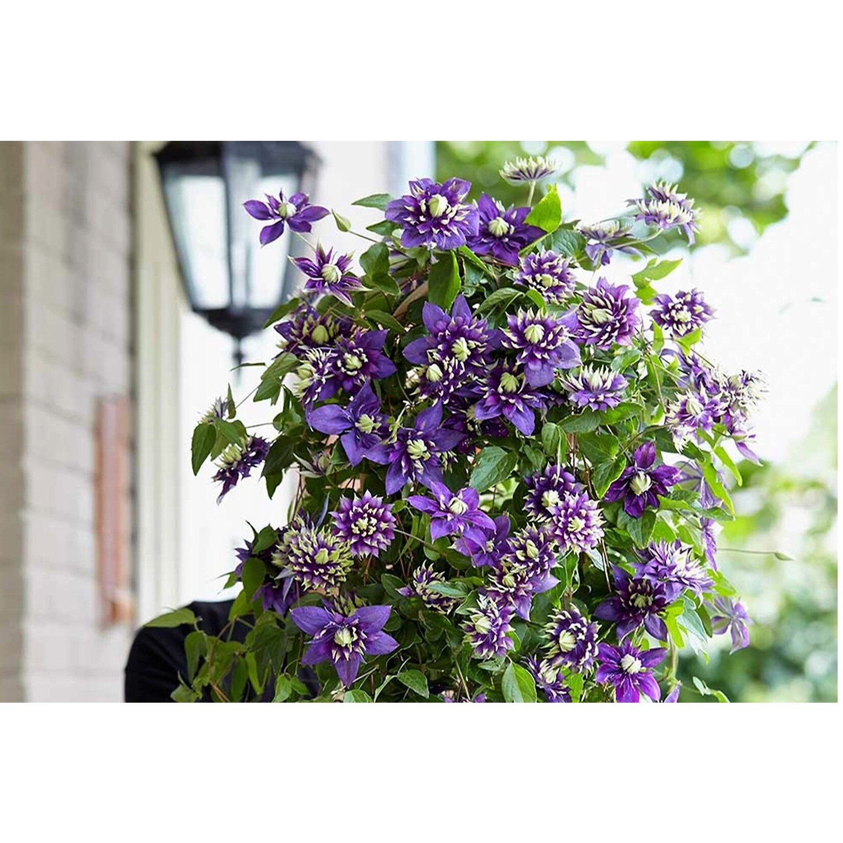 Perfect Plant Clematis Taiga Plant - Set van 2