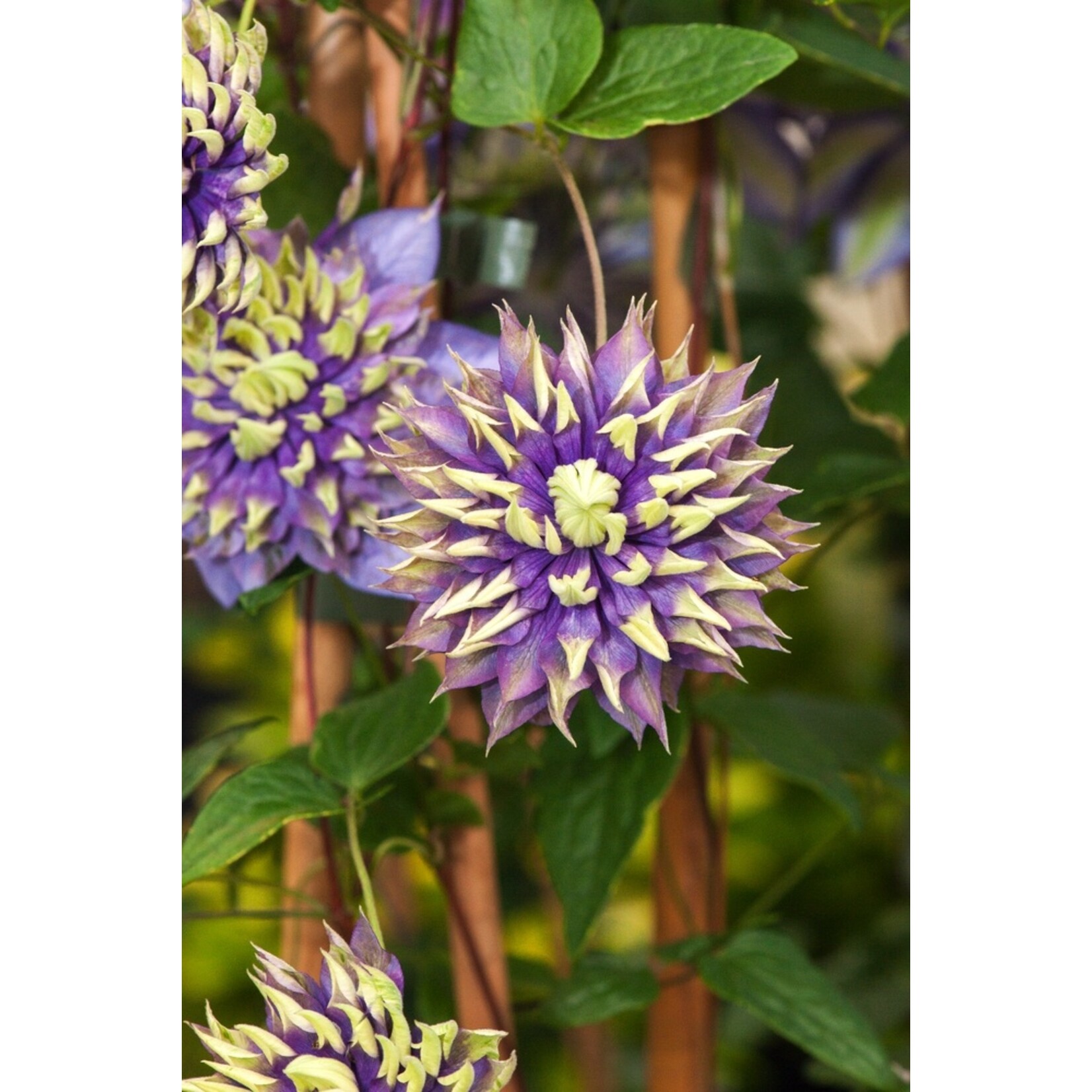 Perfect Plant Clematis Taiga Plant - Set van 2